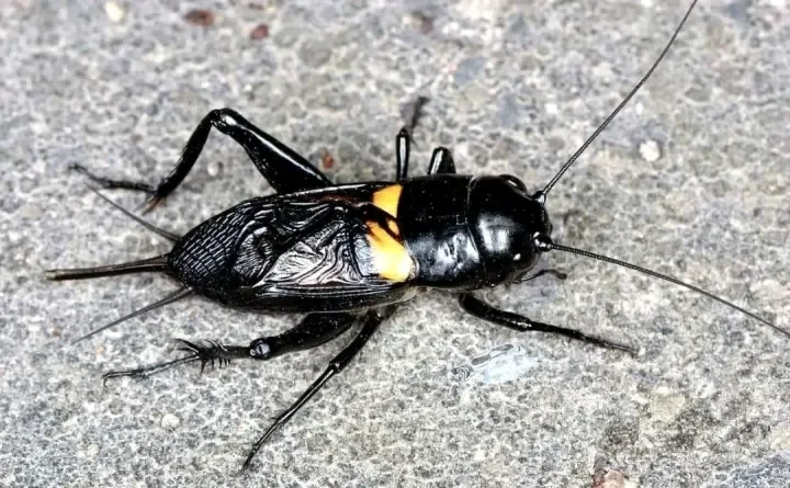 Jangkrik Aduan Hidup sudah sama kandang gacor